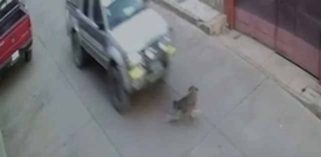 Videos Muestran A Camioneta Policial Cuando Atropella A Un Perro En La