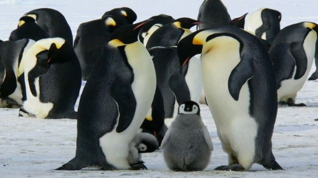 El Pingüino Emperador En La Antártica Está En Peligro De Extinción Por