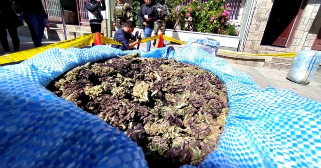 Incautan media tonelada de marihuana abandonada en una camioneta en ...
