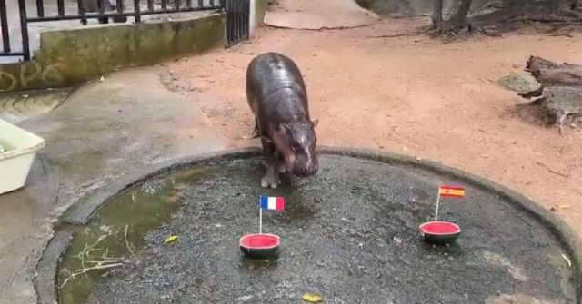 El hipopótamo viral tailandés Moo Deng predice una final Francia-Inglaterra en el Mundial