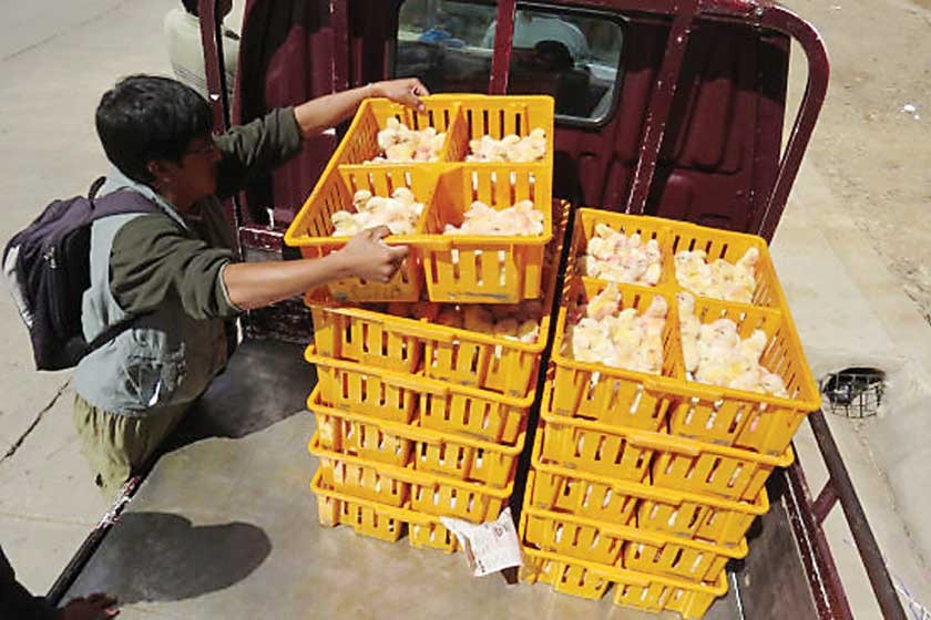 CRIANZA. Una entrega de pollos en Sucre.