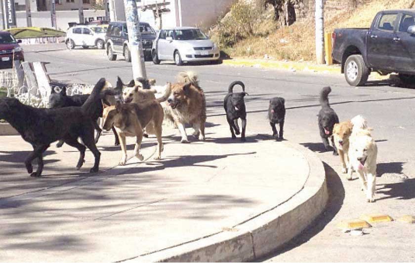 Diariamente, decenas de perros abandonados por sus amos deambulan por las calles de Sucre en busca de comida