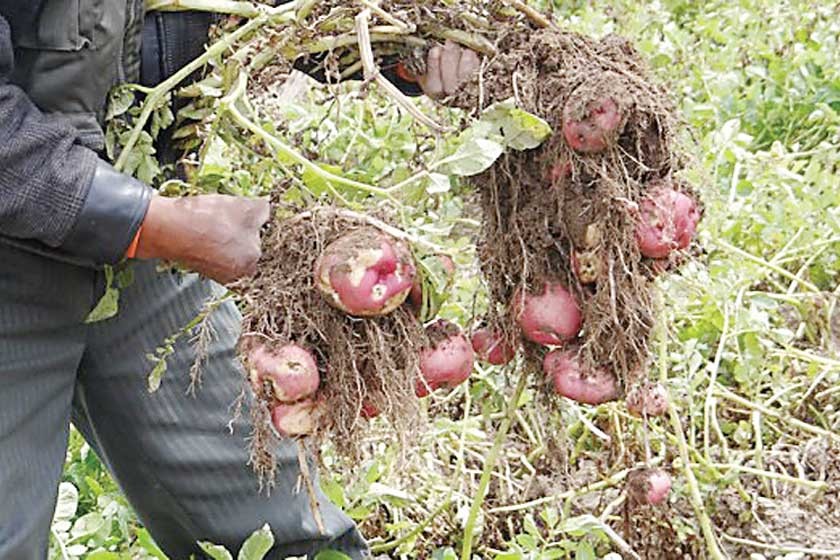 PAPA. Bolivia tiene más de 1.500 variedades nativas; de ellas, 21 son las más comercializadas.