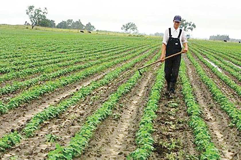 SOYA. La producción tiende a crecer este año.