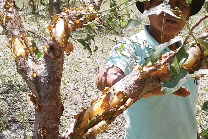 DESASTRE. Miles de familias perdieron sus cultivos de agricultura, fruticultura y ganadería en gran parte del país.