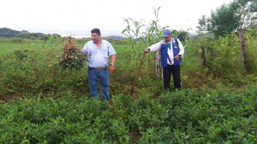 Este año concluye el proyecto de Desarrollo Productivo de la Cadena del Maní en nueve municipios del departamento.