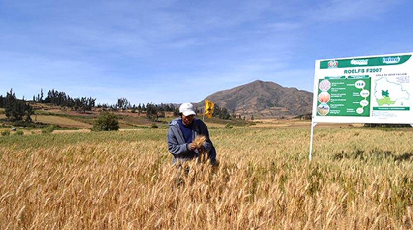 El Gobierno presenta una variedad de trigo para duplicar la producción
