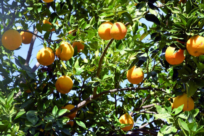 SAN LUCAS. Productores buscan hacer conocer las cualidades de la naranja criolla.