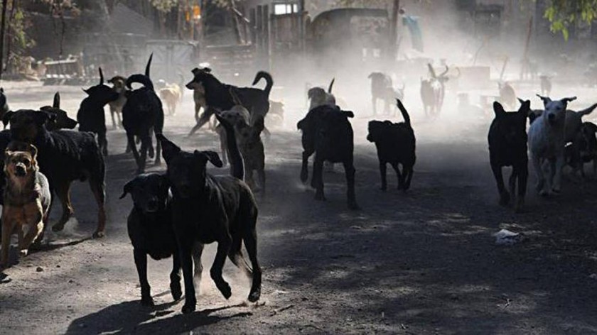 RIESGO. El Consejo Provincial de Medio Ambiente declaró especie exótica invasora y plaga a los perros “asilvestrados”...