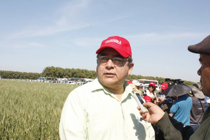 Gary Rodríguez, gerente general del Instituto Boliviano de Comercio Exterior en un campo de trigo en Okinawa, Santa Cruz