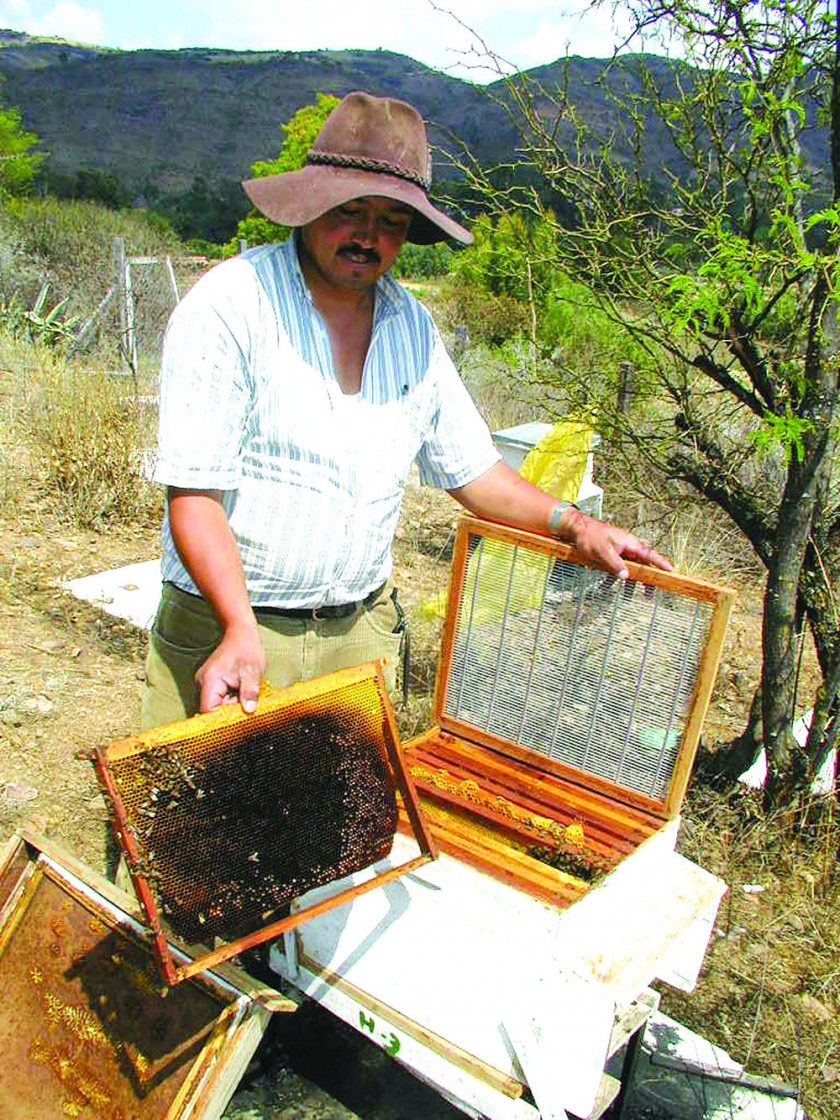 PRODUCTIVO. La apicultura es una de las actividades que apunta a reposicionarse en Chuquisaca con el aumento de...