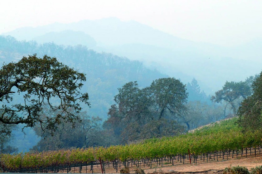 SINIESTRO. Una capa de humo se levanta sobre un viñedo por un incendio en Napa, California, declarada zona de desastre.