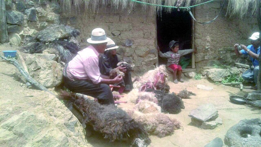 DESASTRE. Los dueños de las ovejas que murieron por el impacto de un rayo muestran los cadáveres de los animales.