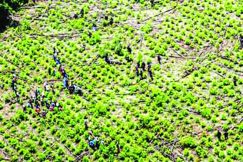 CULTIVOS. Las hectáreas de plantaciones legales de coca dividieron a los productores.
