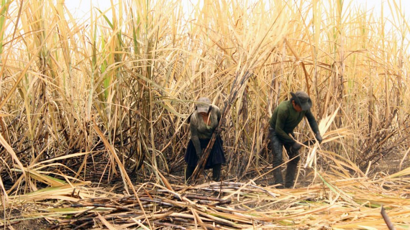 Los productores de caña de azúcar están en emergencia por los permisos de exportación. INTERNET