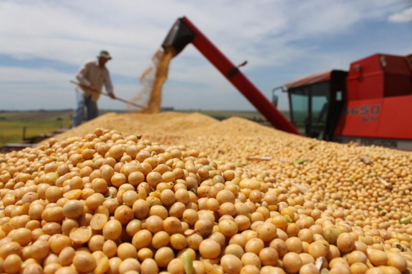 La soya acapara gran parte de la producción agrícola en nuestro país; pero no sirve para la alimentación humana.