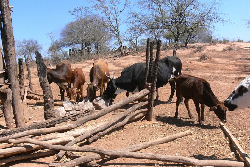 Vacas lamiendo sal en Macharetí, donde recurren a esta costumbre para darle sabor a la carne; la falta de agua afecta en