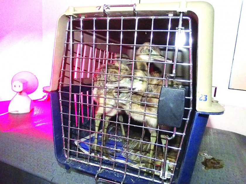 RECUPERACIÓN. Las aves fueron trasladadas a una veterinaria para que reciban atención especializada.