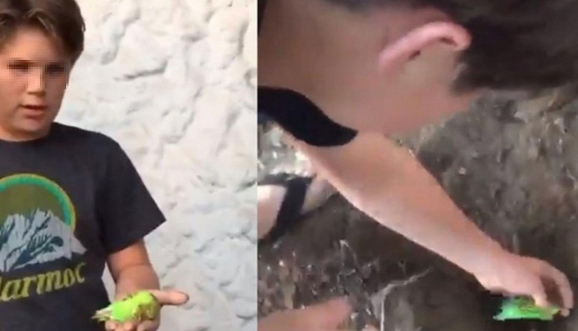 El entierro del pajarito Chimuelo fue interrumpido por un perro que casi se lo come. FOTO: Captura de pantalla