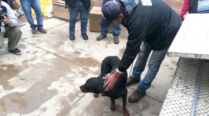 COCHABAMBA. Zoonosis mantiene en vigilancia al rottweiler y a otros tres perros de la casa.