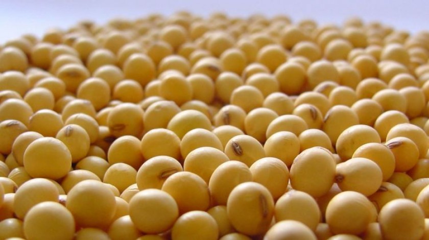 La producción de soya en Santa Cruz fue afectada por sequía. FOTO: ANF referencial