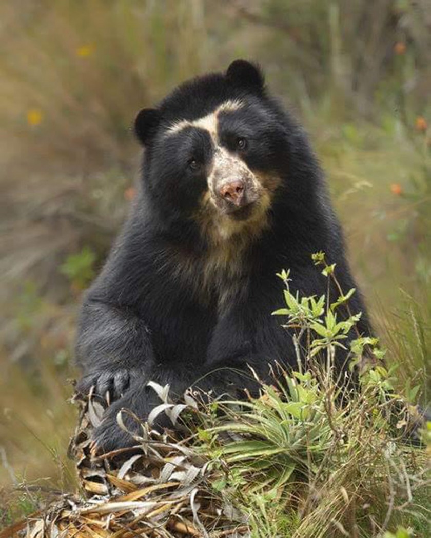 FAUNA. Un oso jucumari, que habita en el Área Natural de Manejo Integrado El Palmar, fue avistado hace algunas semanas.