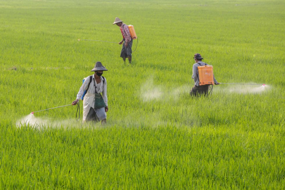 Unos granjeros rocían pesticidas en un campo de arroz a las afueras de Naipyidó (Birmania). EFE/Hein Htet