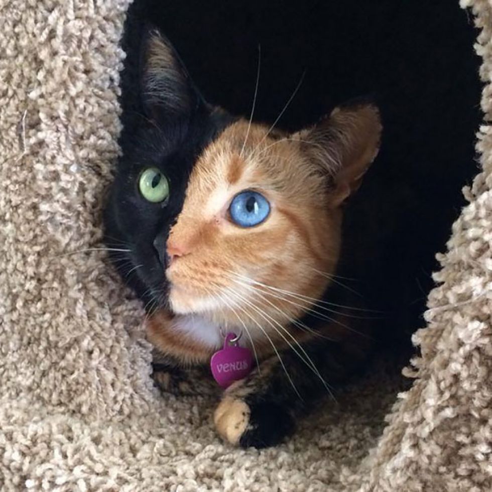 Venus, una de las gatas más atractivas de internet por su peculiar color.
