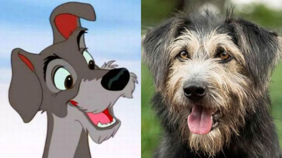 Monte, un perro callejero, le dará vida al personaje de el Vagabundo de la nueva película de Disney.