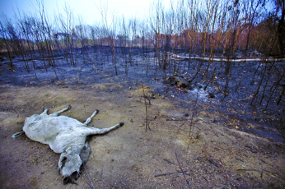 DEVASTACIÓN. La fauna brasileña resultó gravemente afectada por el fuego incontrolable en la Amazonía.