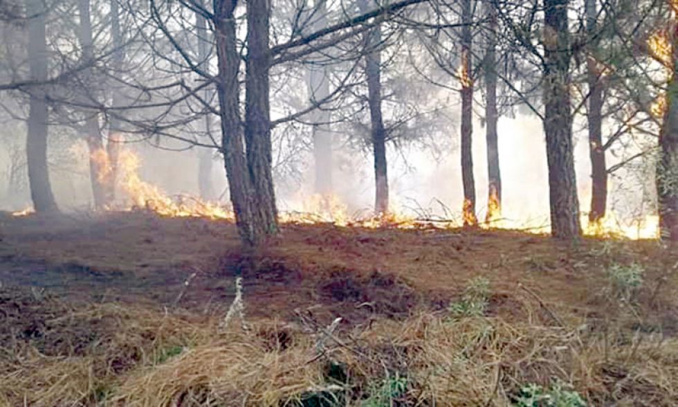 INCENDIO. Pastizales y plantaciones de pino ardieron en el cantón Mendoza, cerca del centro poblado de Villa Serrano, en la provincia Belisario Boeto.