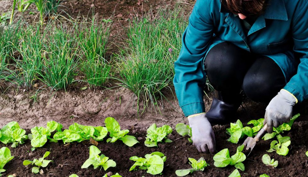 Los cultivos ecológicos están siendo cada vez más utilizados para la alimentación masiva, aunque surgen voces contrarias.