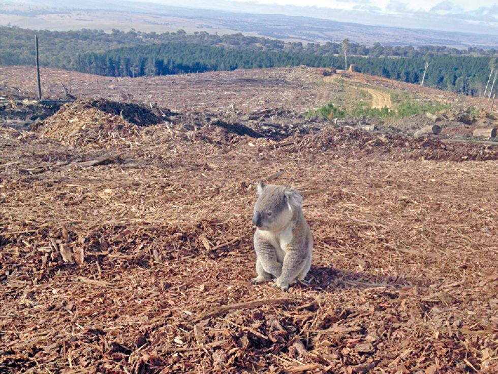 BOSQUE. No solamente el fuego, sino también la deforestación de grandes extensiones de terreno amenaza con extinguir la especie.