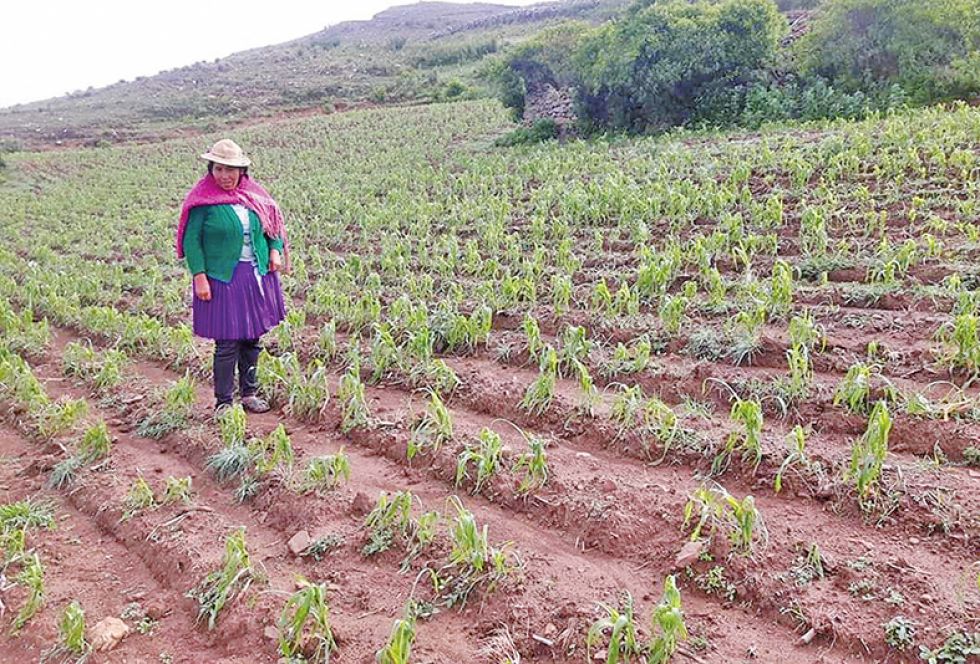 DAÑOS. La lluvia y granizada caida entre el domingo y lunes afectó cultivos en Culpina.