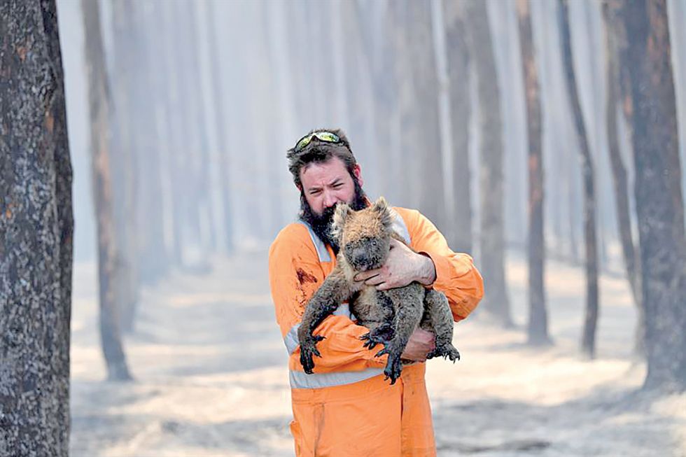 BOSQUE. El rescatador de vida salvaje de Adelaida, Simon Adamczyk, salva a un koala el martes.