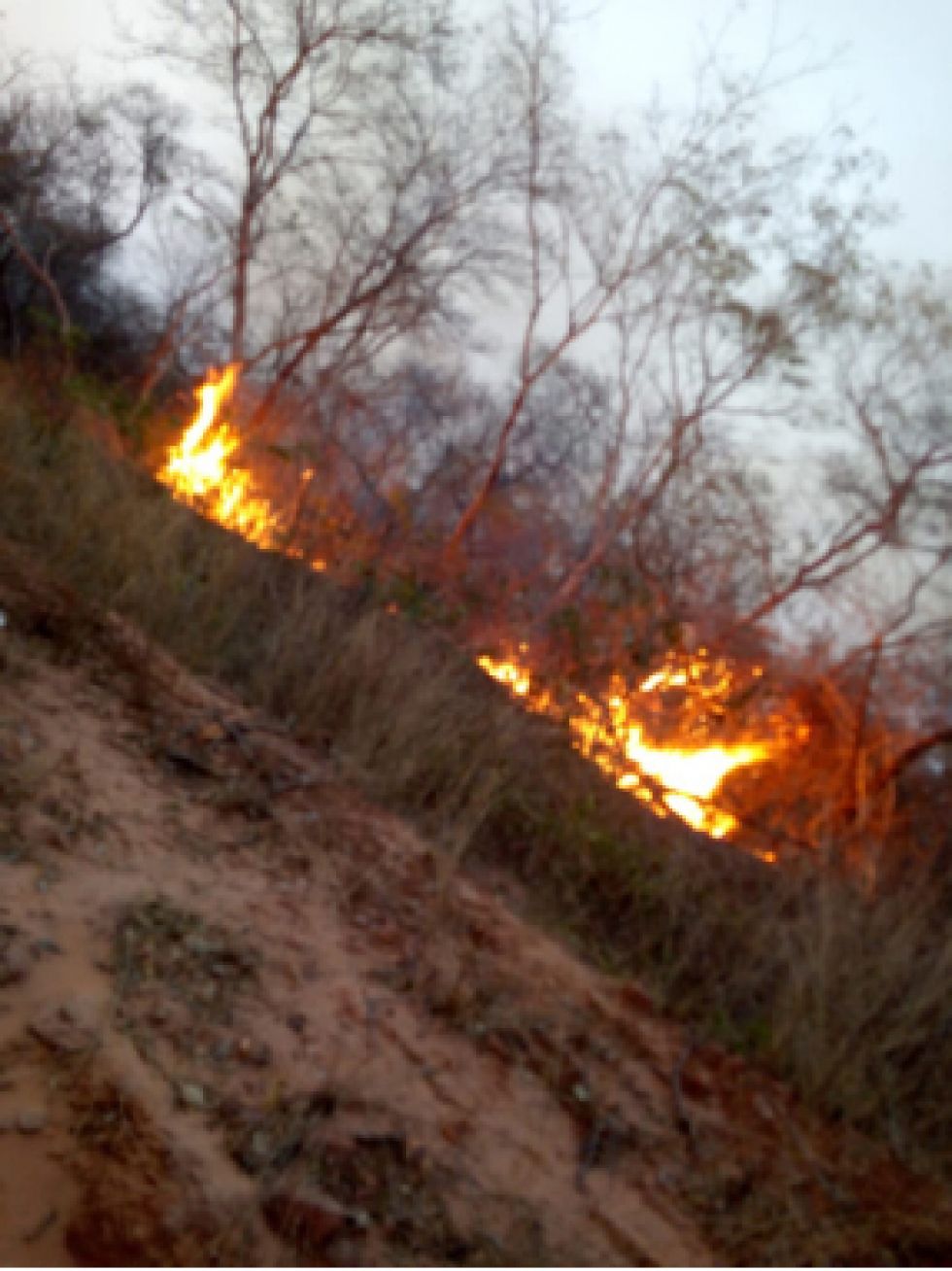 INCENDIOS. Los desastres en Bolivia y Australia dejaron mucha perdida en fauna y flora.