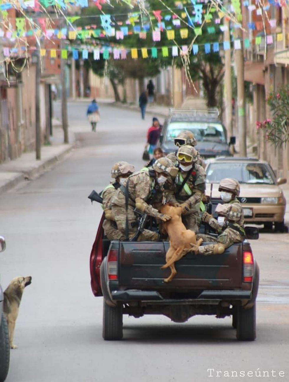 Un par de canes callejeros persiguió a los militares, quienes decidieron llevarlos junto con ellos. .