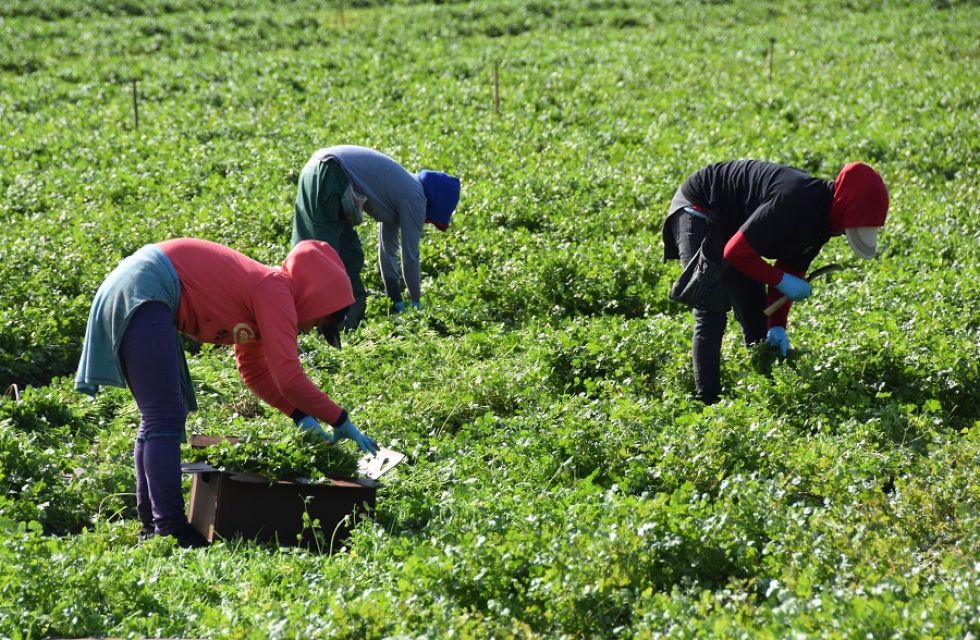 Trabajadores agrícolas en California; el sector no para su faena diaria y se expone a altos riesgos de contagio.