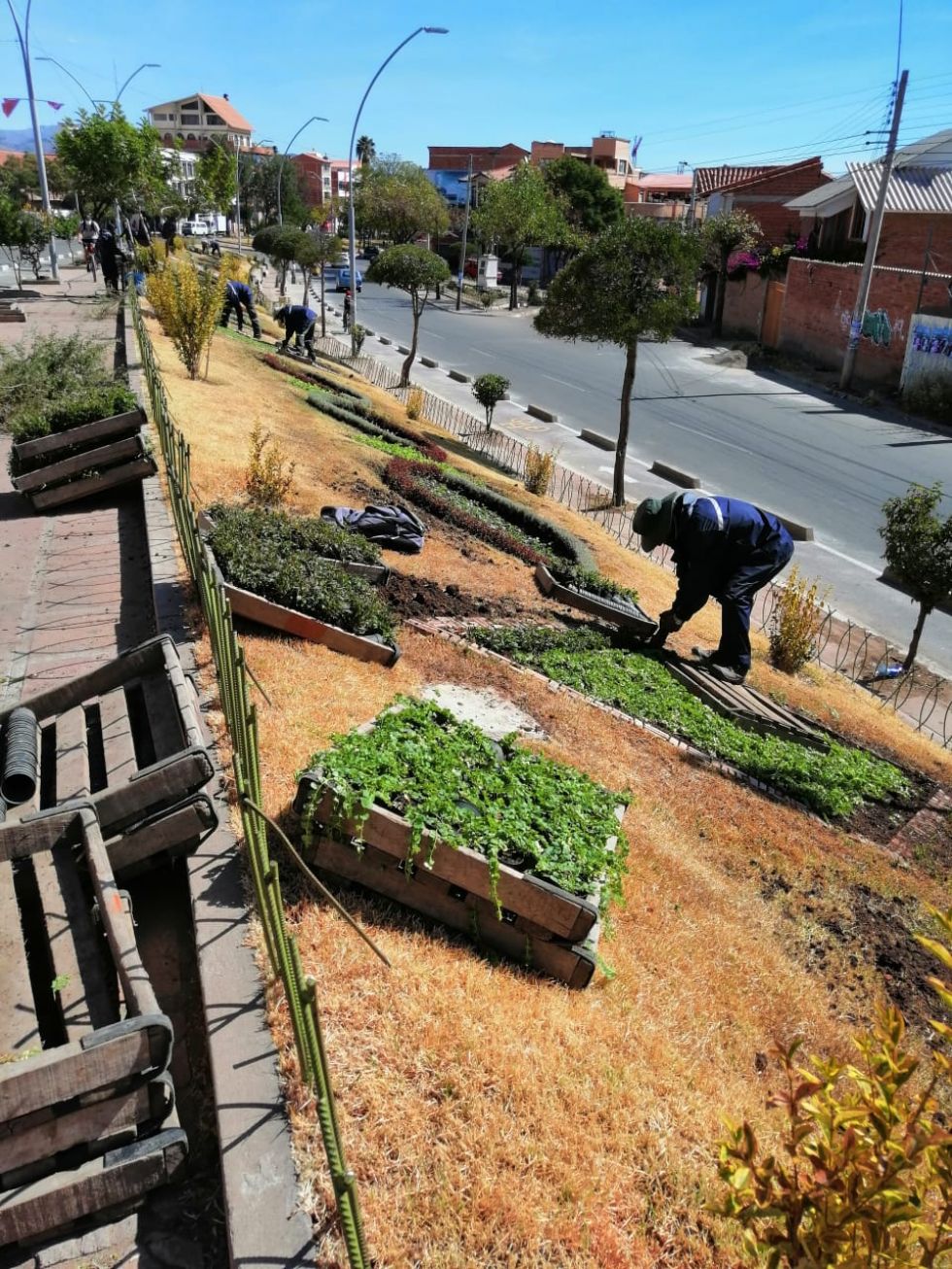 El trabajo continúa en las jardineras de Sucre. 