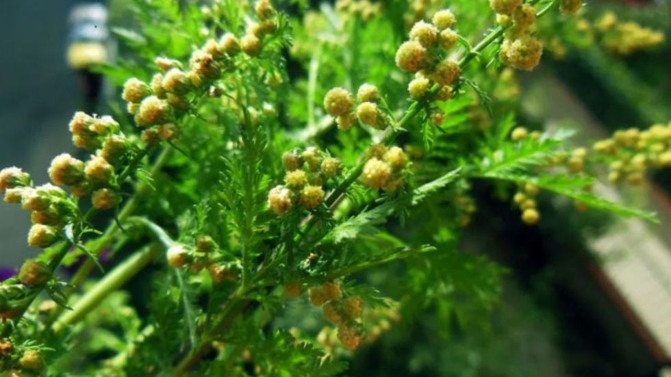 La artemisia, una planta de efecto terapéutico contra la malaria, que se usó contra el covid-19.