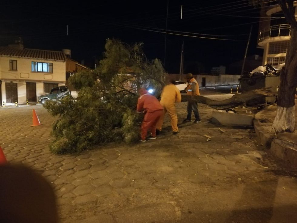 Las brigadas municipales levantaron los árboles de la vía pública.
