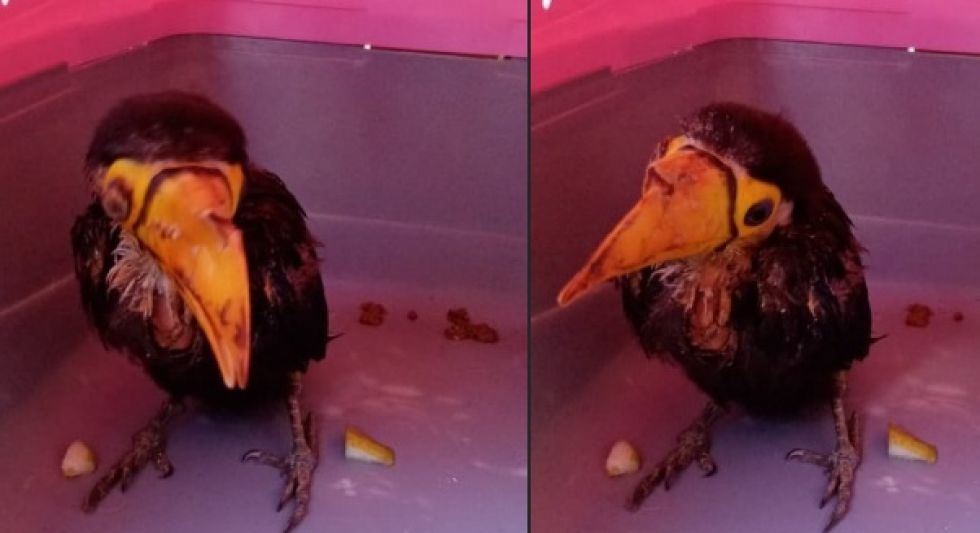 Así se encontró al animalito, ahora atendido en el Bioparque Urbano de Tarija.