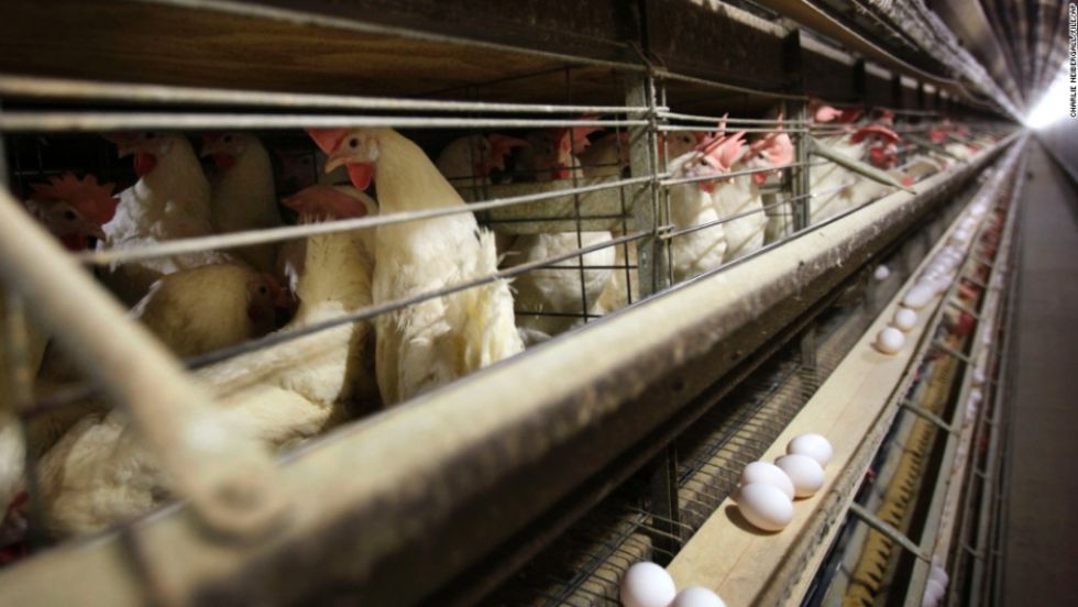 Rusia afirma que detectó el primer caso de transmisión de la cepa H5N8 de la gripe aviar a seres humanos.
