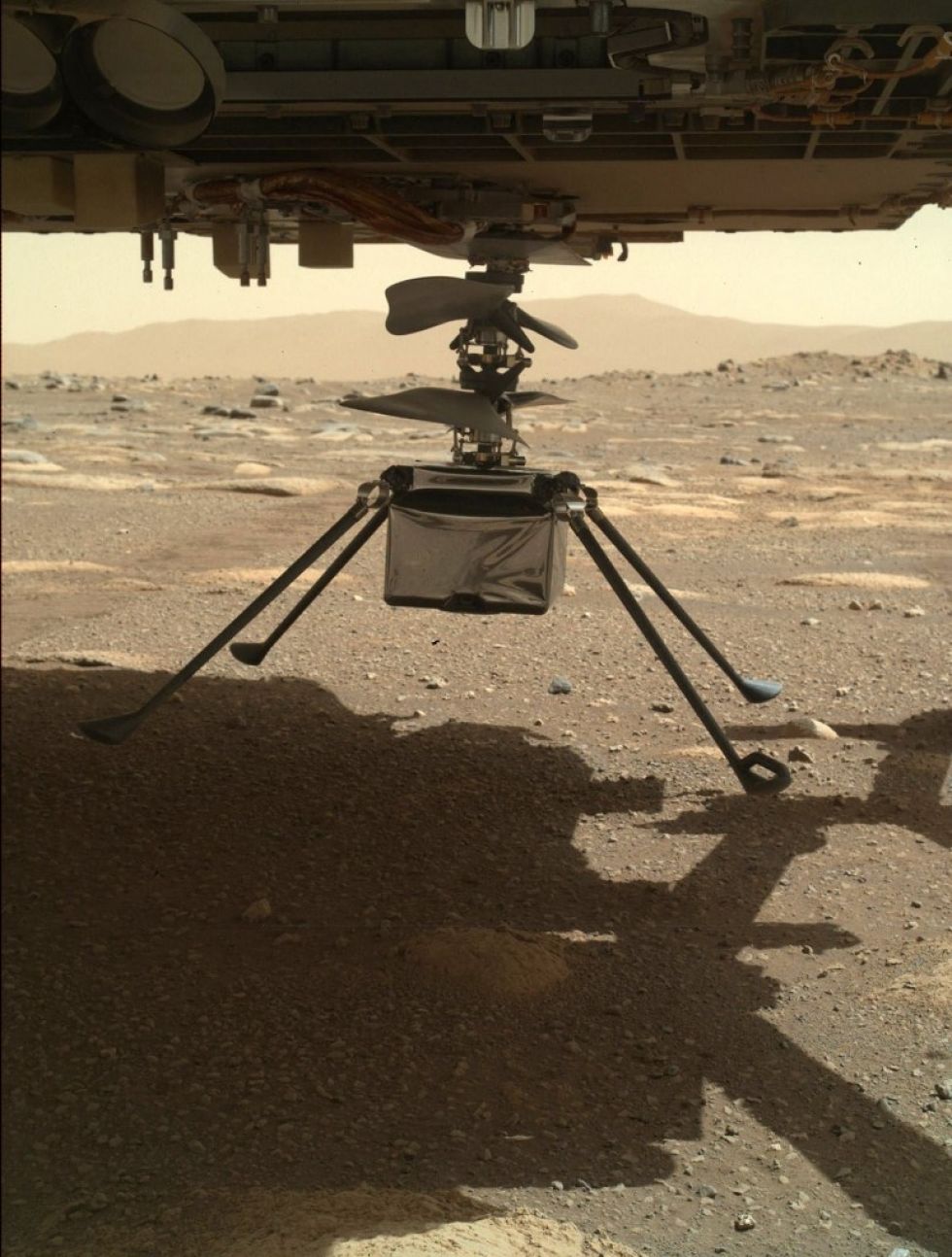 El helicóptero Ingenuity Mars de la NASA, completamente extendido debajo del Perseverance.