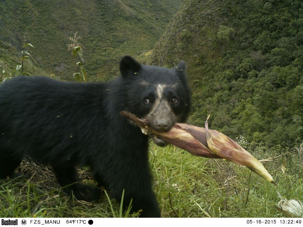 Animales bandera de Chuquisaca 