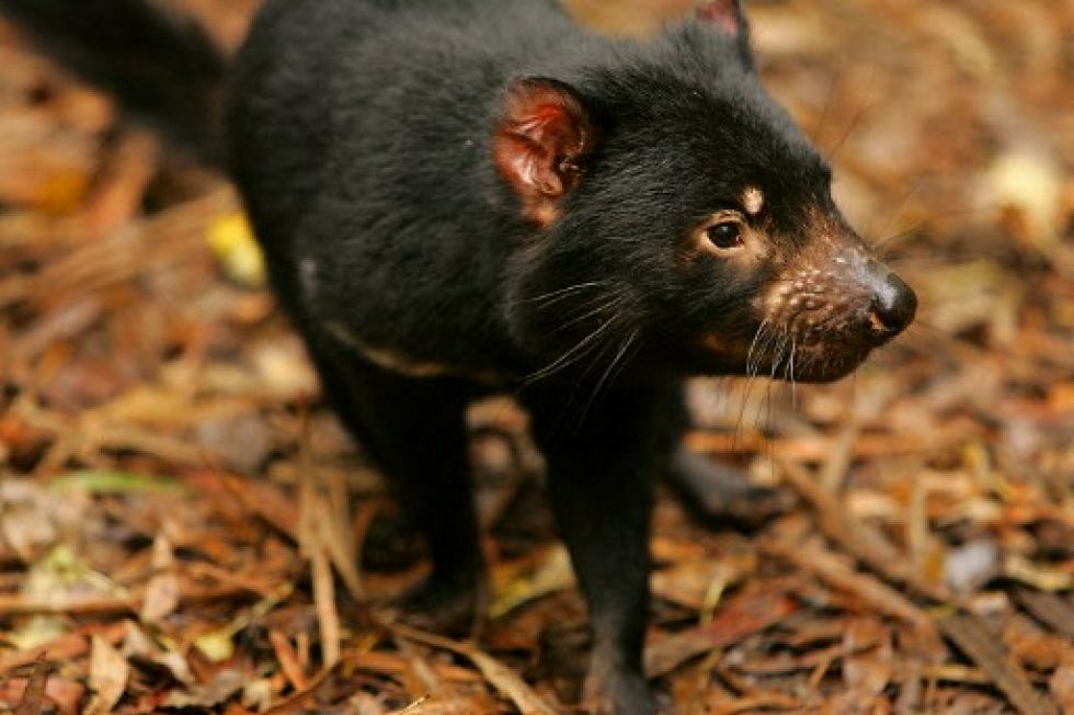 El demonio de Tasmania, una especie que se había virtualmente extinguido hace miles de años, reaparece gracias a la tarea de grupos conservacionistas.