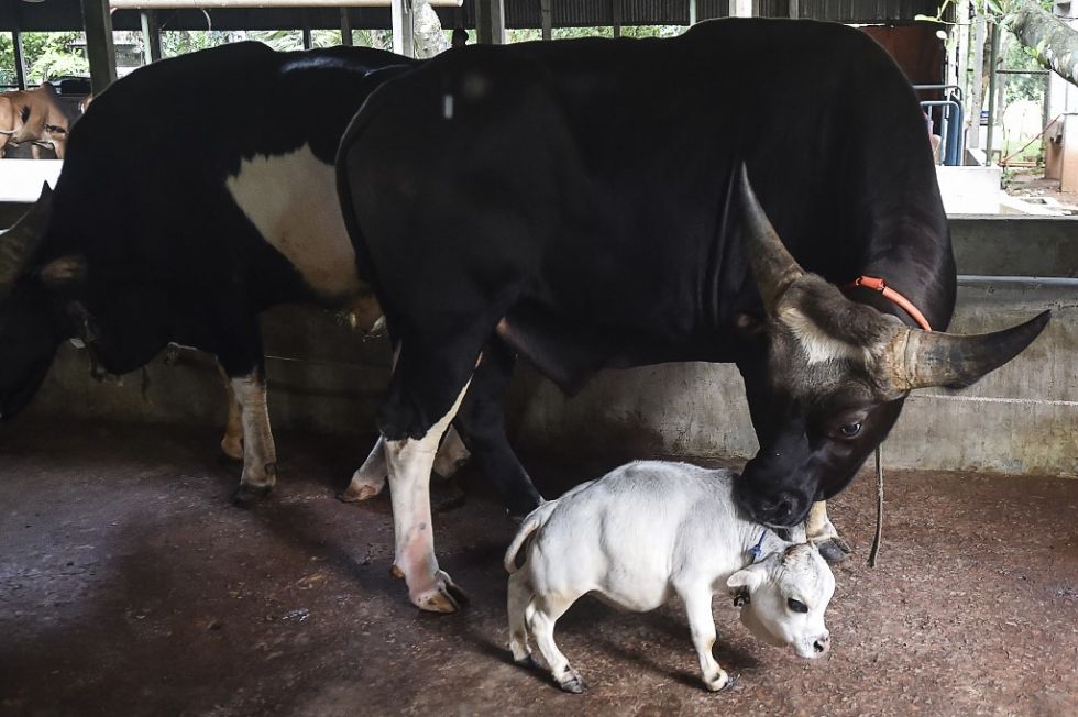 Rani mide 66 centímetros de largo y pesa sólo 26 kilogramos.