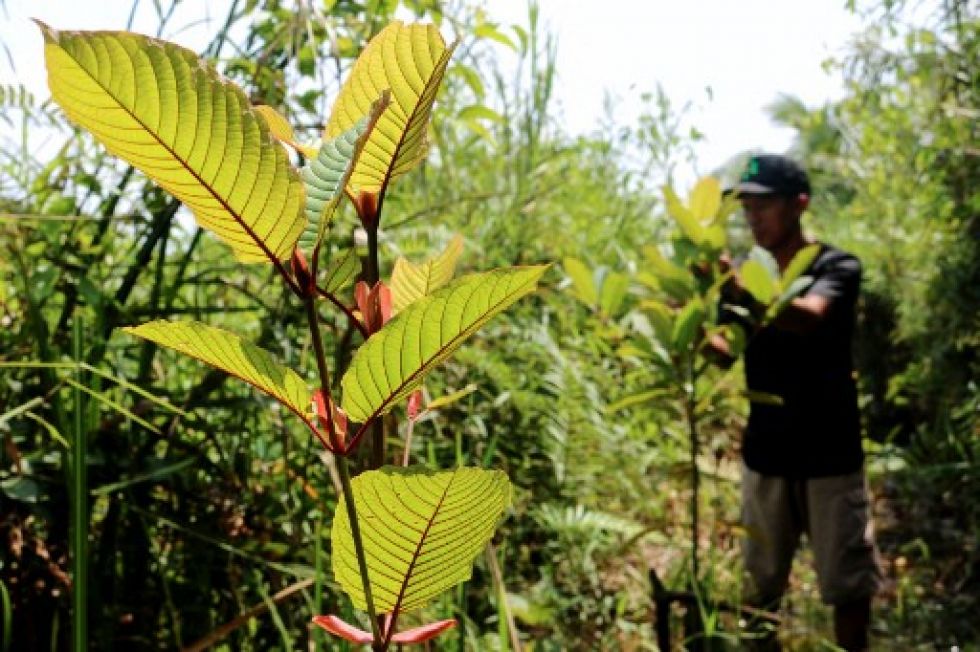 Las plantaciones de kratom podrán ser legales para el consumo tradicional de la población tailandesa.