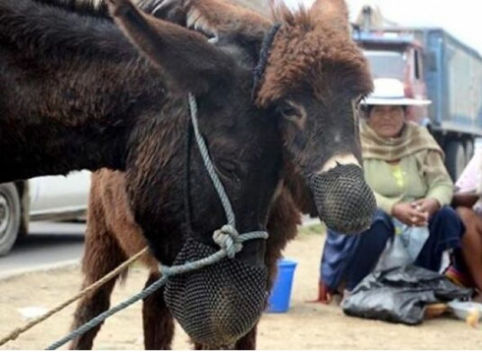 Imagen referencial de burros, animales con los que se desarrollan estudios. 