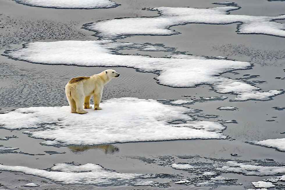 CLIMA. Un oso polar trata de desplazarse en medio de pequeñas islas de hielo. El cambio climático amenaza la supervivencia de especies nativas.